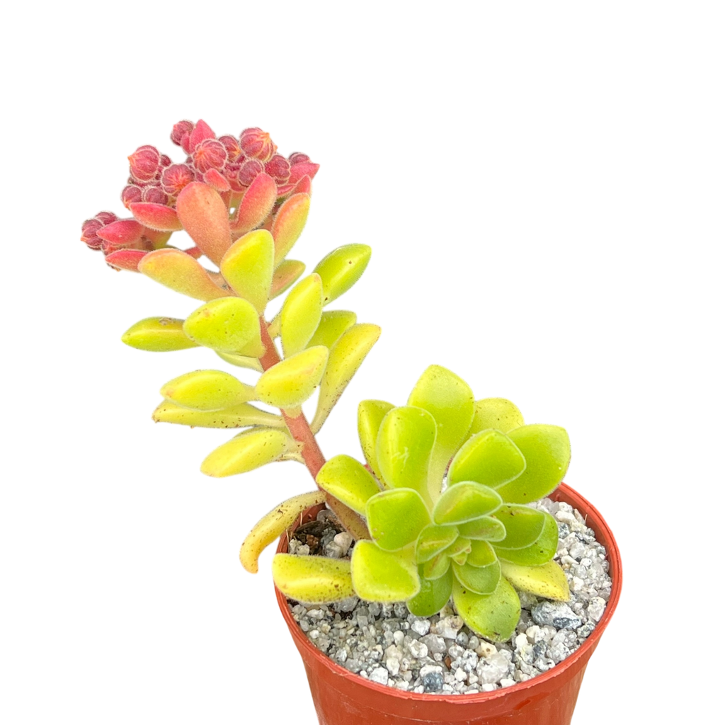 Aeonium lindleyi