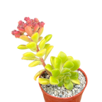 Aeonium lindleyi