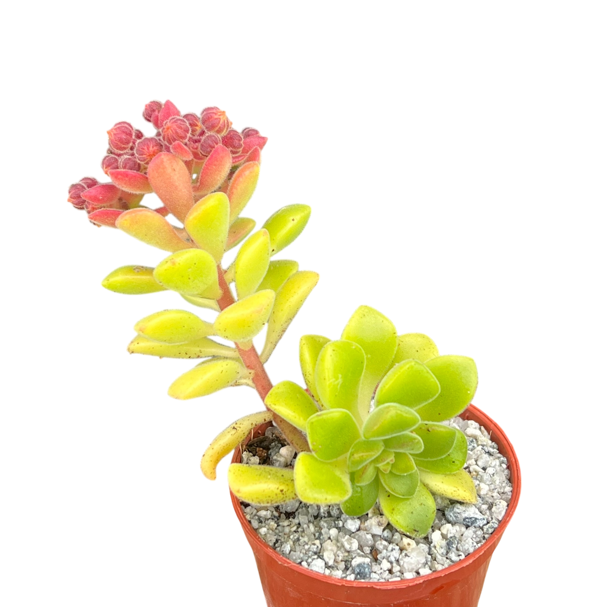 Aeonium lindleyi