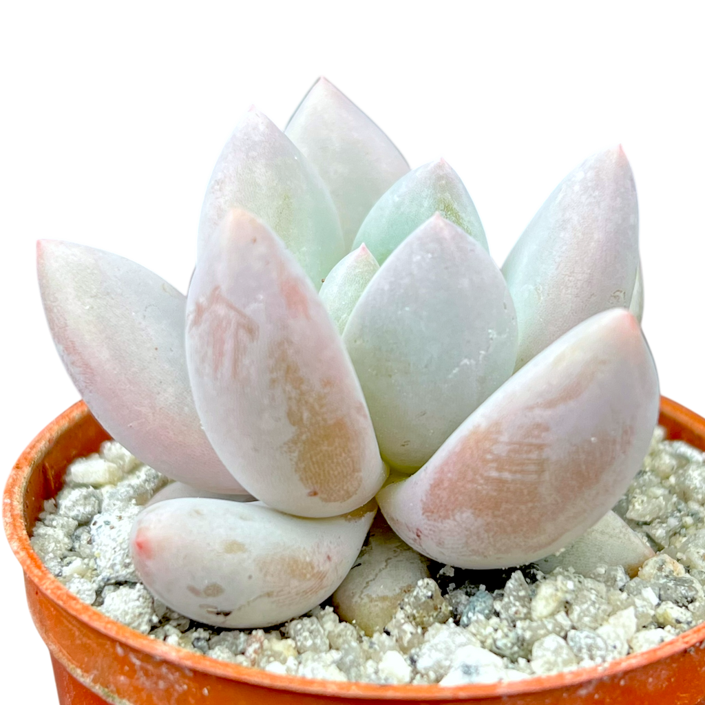 x Pachyveria 'Elaine'
