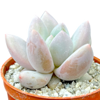 x Pachyveria 'Elaine'