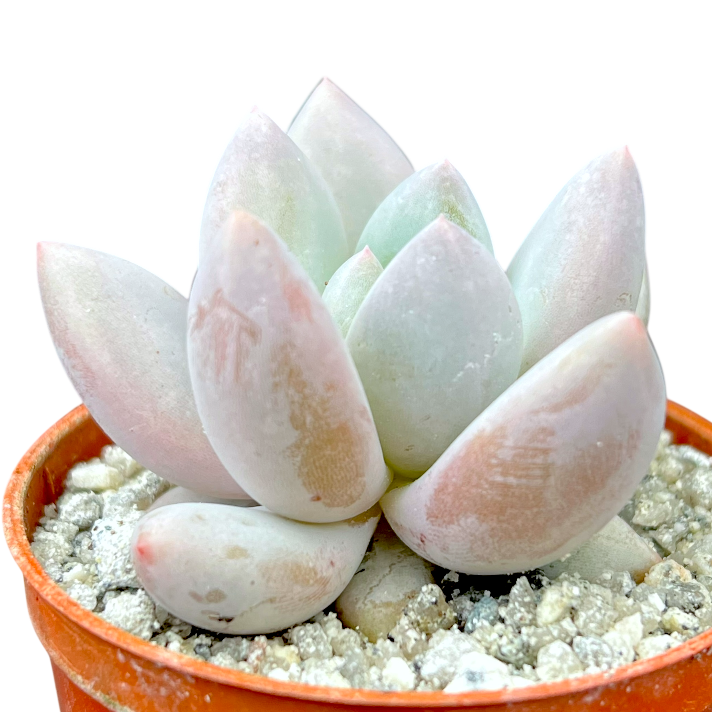 x Pachyveria 'Elaine'