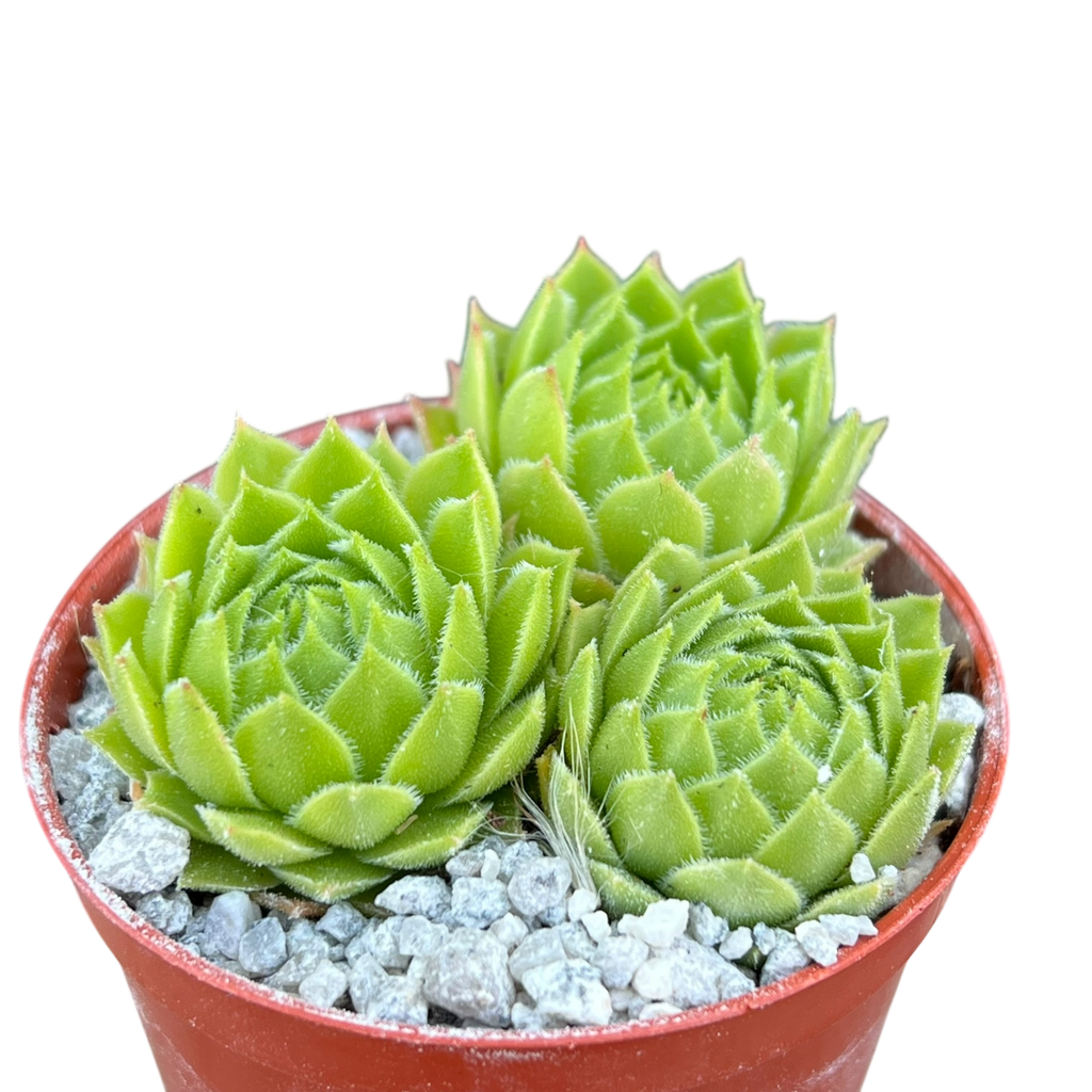 Sempervivum cantabricum