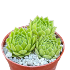 Sempervivum cantabricum