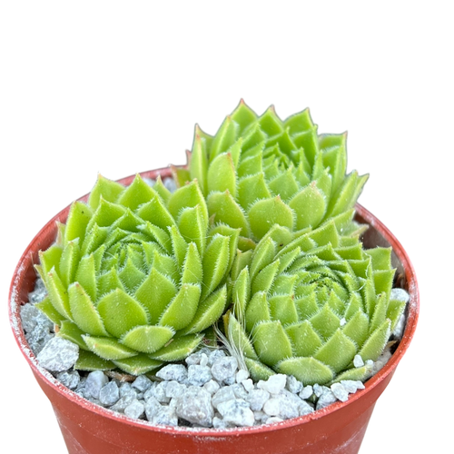 green wheel succulent Sempervivum 'Seminole' – Surreal Succulents