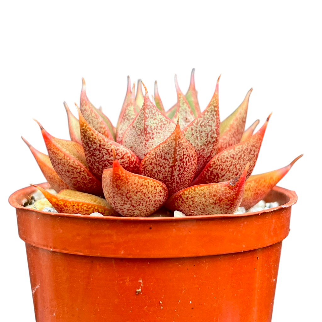 Echeveria 'Shark Skin'