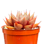 Echeveria 'Shark Skin'