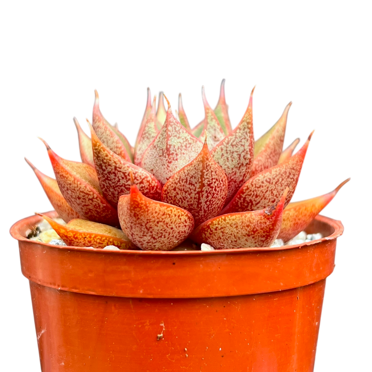 Echeveria 'Shark Skin'