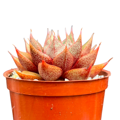 Echeveria 'Shark Skin'