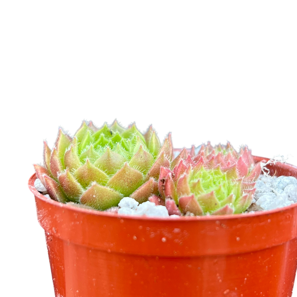 Sempervivum 'Frothy Coffee'