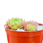 Sempervivum 'Frothy Coffee'