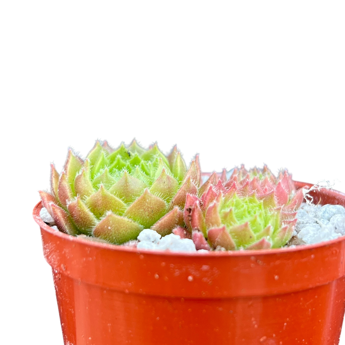 Sempervivum 'Frothy Coffee'