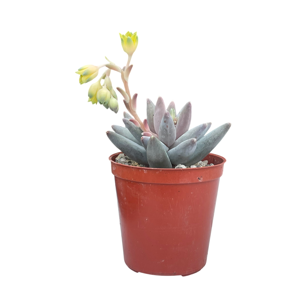 Pachyphytum coeruleum