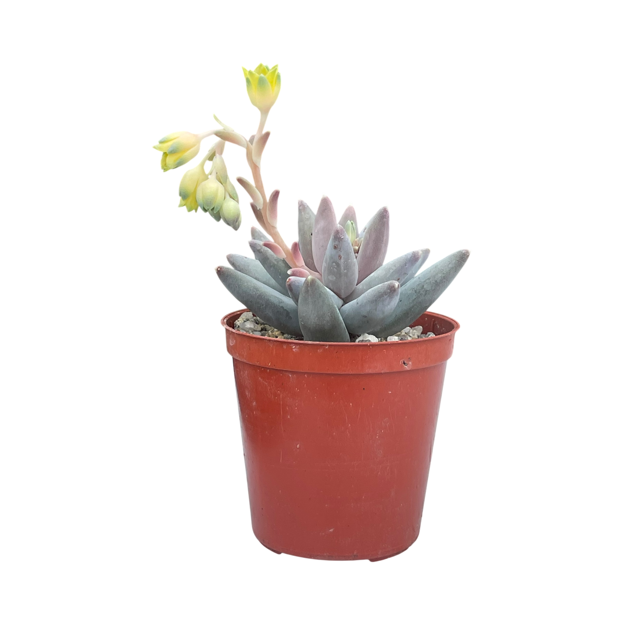 Pachyphytum coeruleum