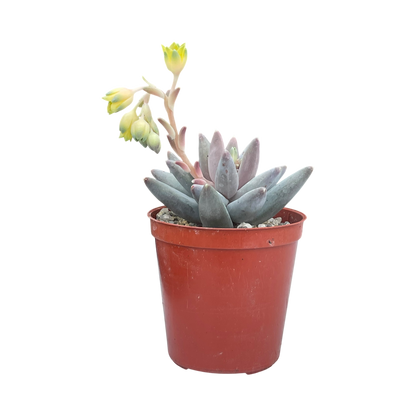 Pachyphytum coeruleum