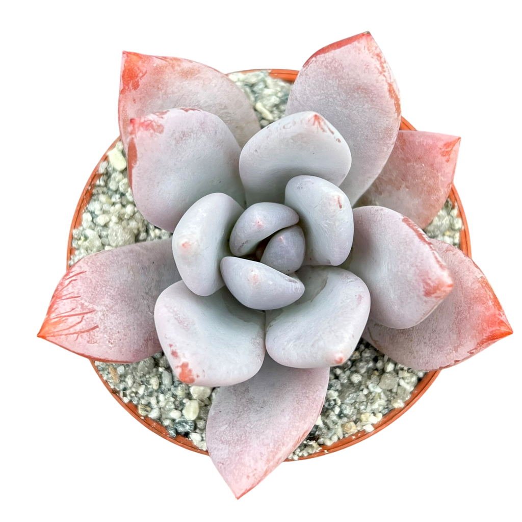x Pachyveria 'Powder Puff'
