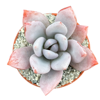 x Pachyveria 'Powder Puff'