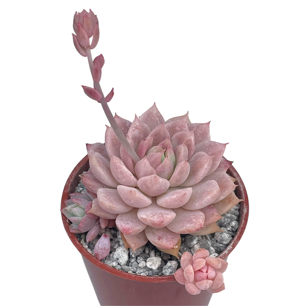 Echeveria prolifica