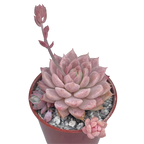 Echeveria prolifica