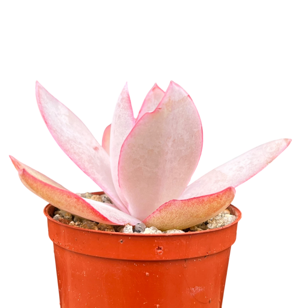 Echeveria cante
