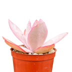 Echeveria cante