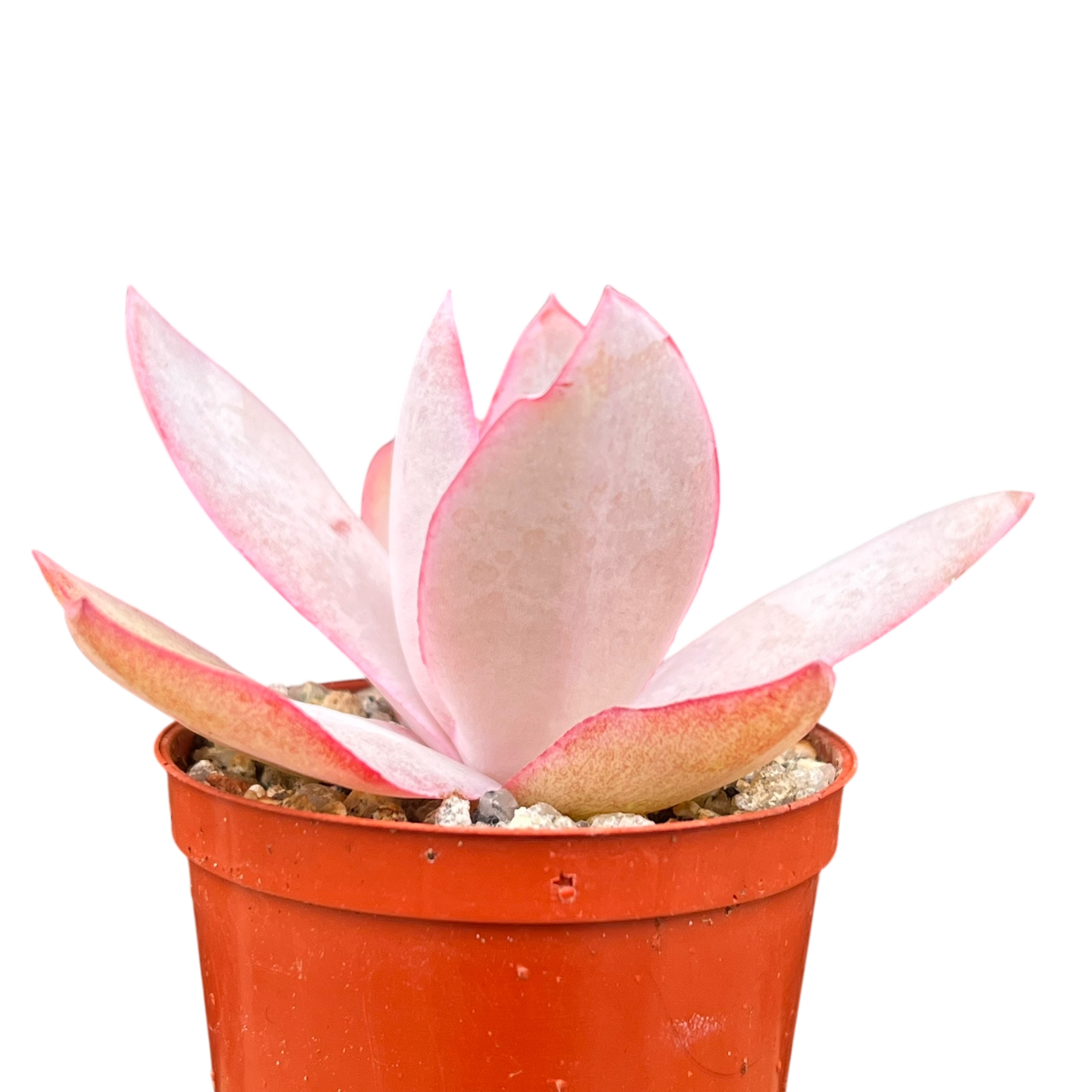 Echeveria cante
