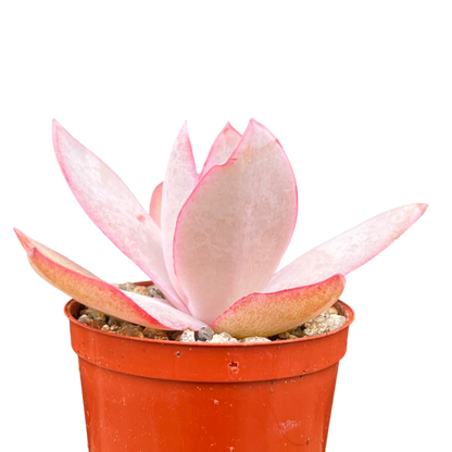 Echeveria cante