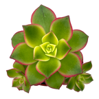 Aeonium 'Kiwi'