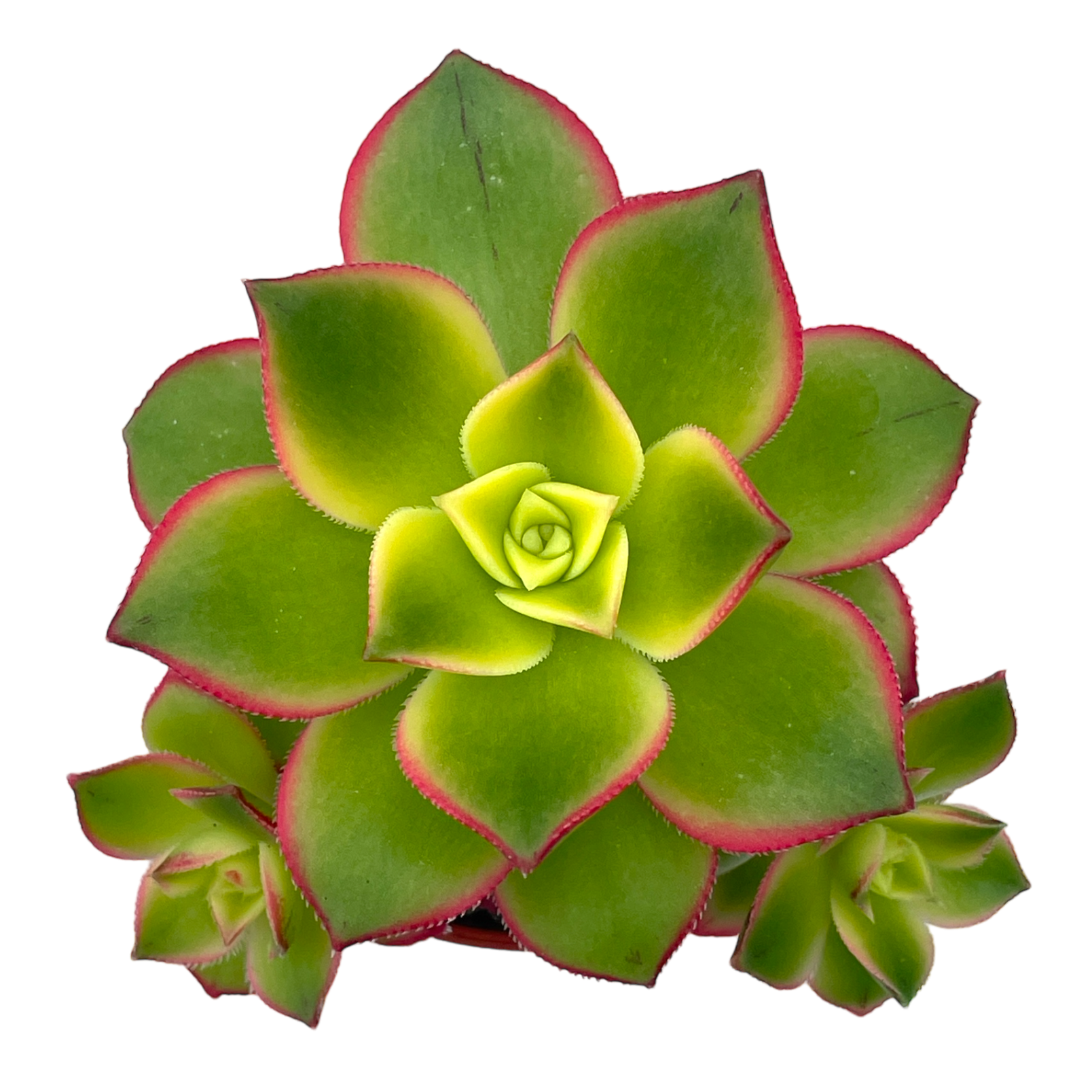 Aeonium 'Kiwi'