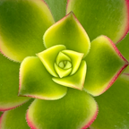 Aeonium 'Kiwi'