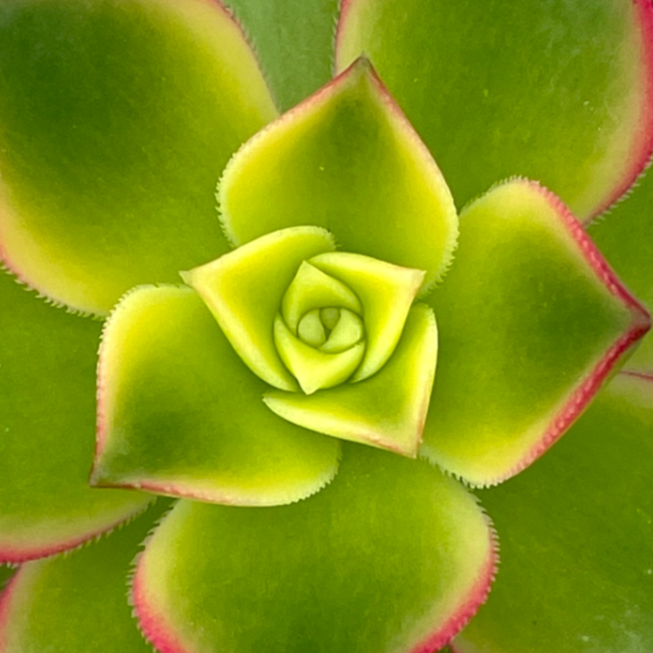 Aeonium 'Kiwi'