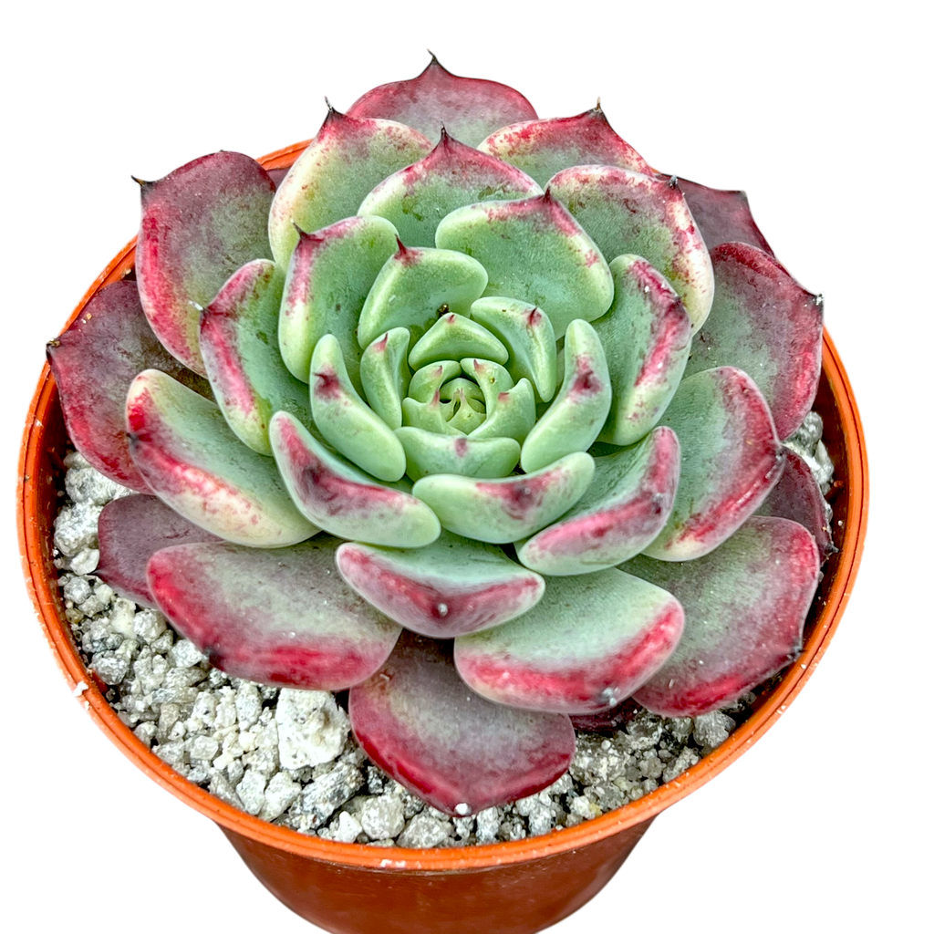 Echeveria 'Sara Himebotan'