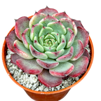 Echeveria 'Sara Himebotan'