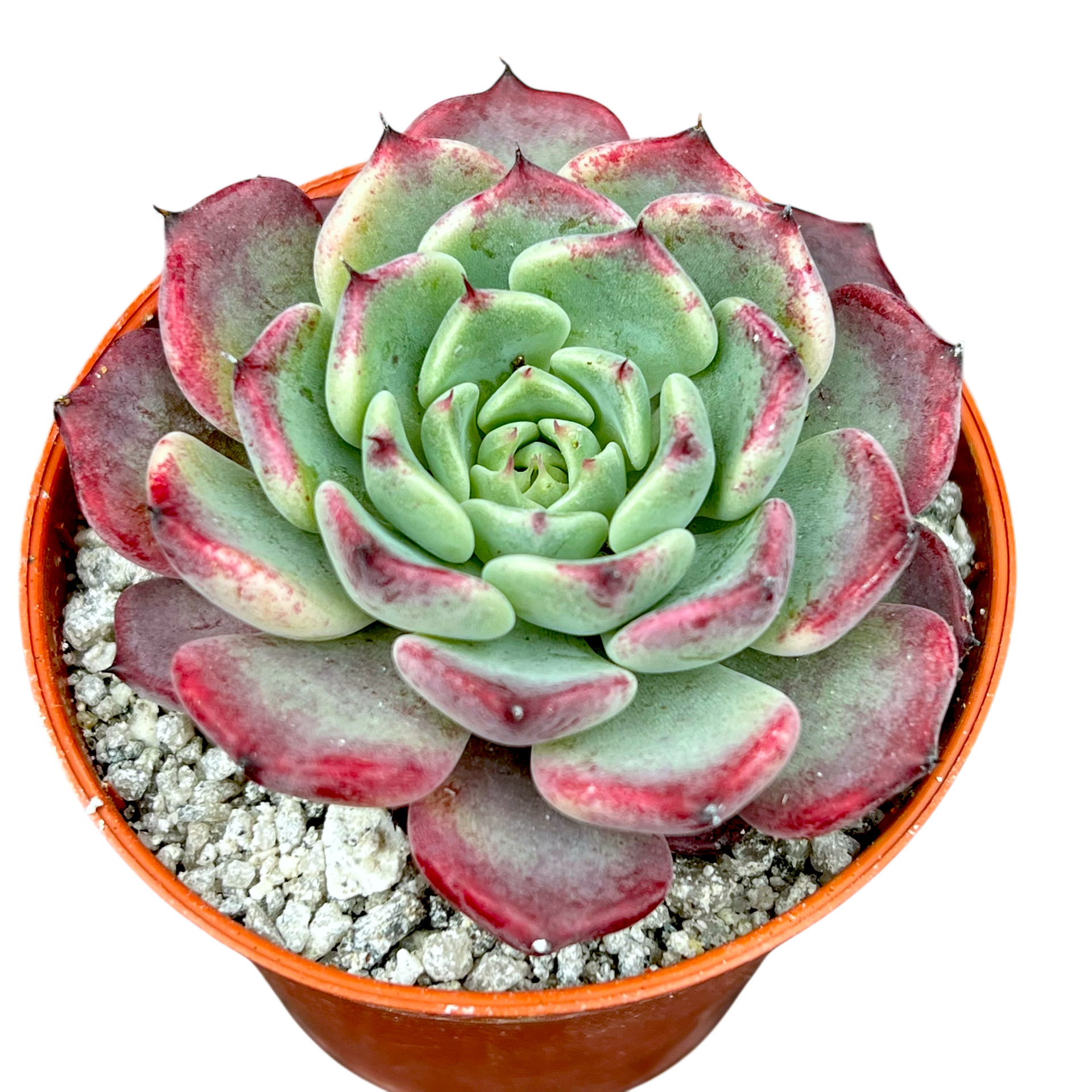 沙羅姫×プレリンゼ 実生苗 多肉植物 エケベリア エケベリア 'サラ 姫牡丹' – Surreal Succulents