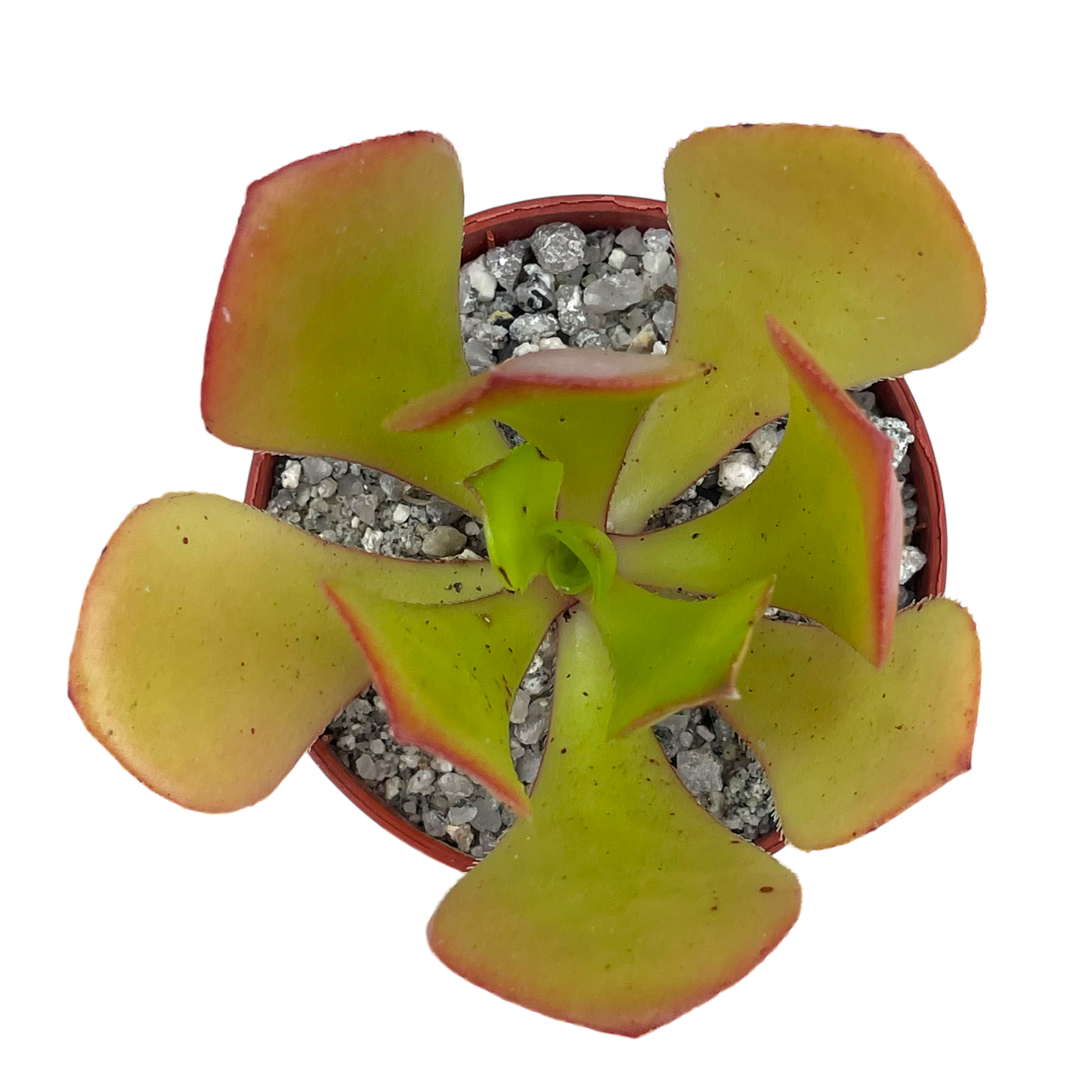 Aeonium glutinosum