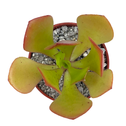 Aeonium glutinosum