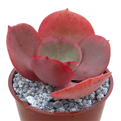 Echeveria 'Suyon'
