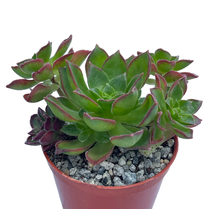 Aeonium 'Cornish Pixie'