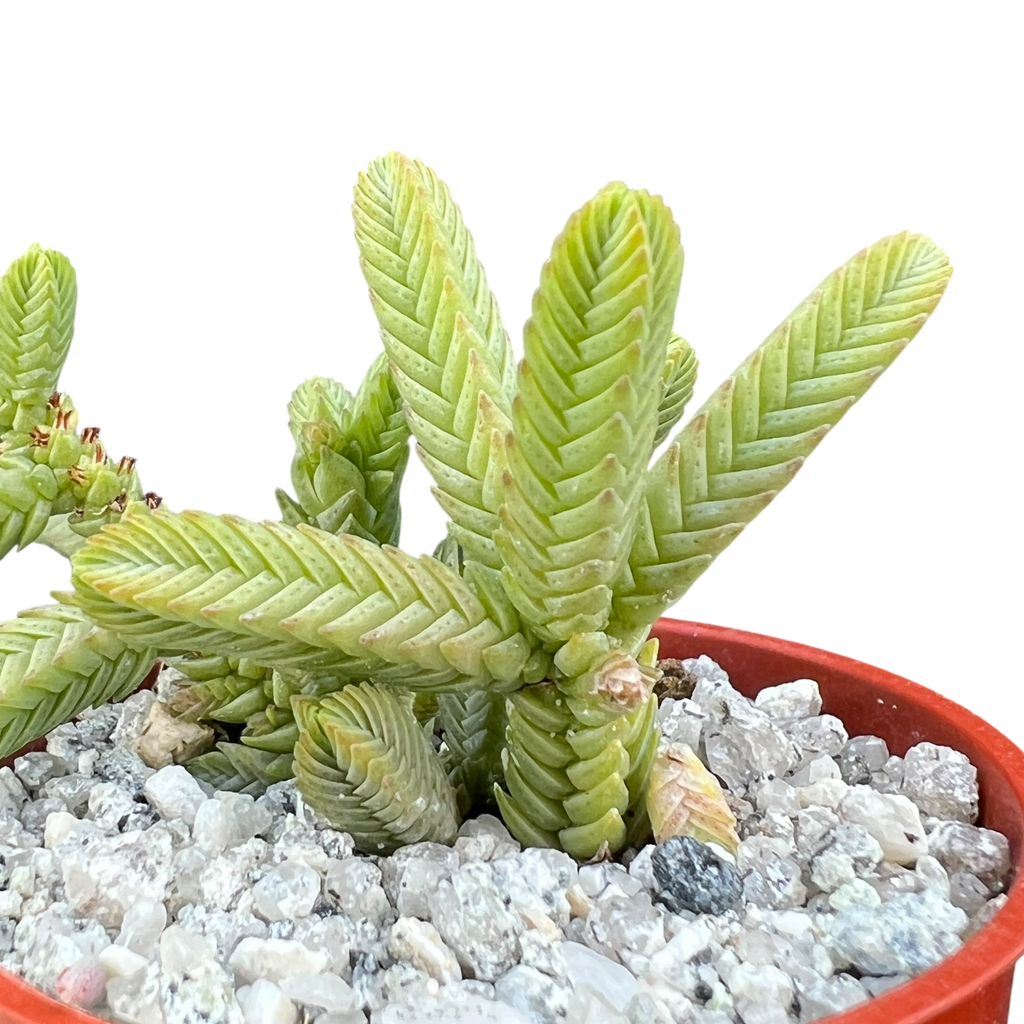Crassula muscosa var. monstruosa