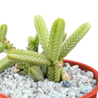 Crassula muscosa var. monstruosa