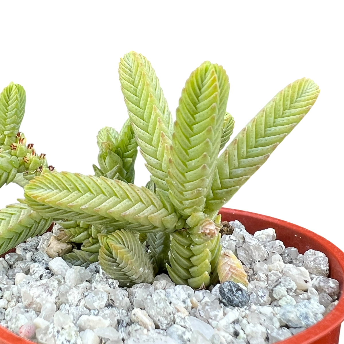 Crassula muscosa var. monstruosa