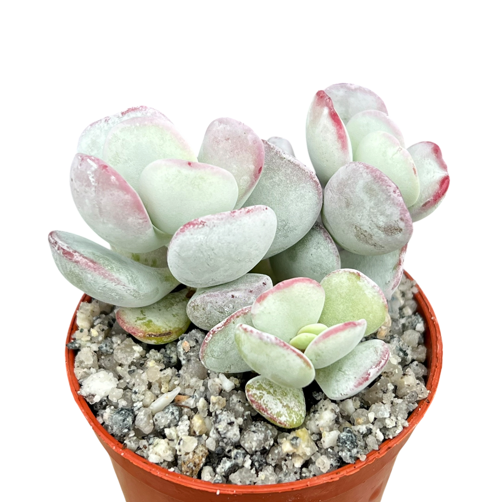 Cotyledon orbiculata | Dwarf Form