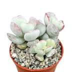 Cotyledon orbiculata | Dwarf Form