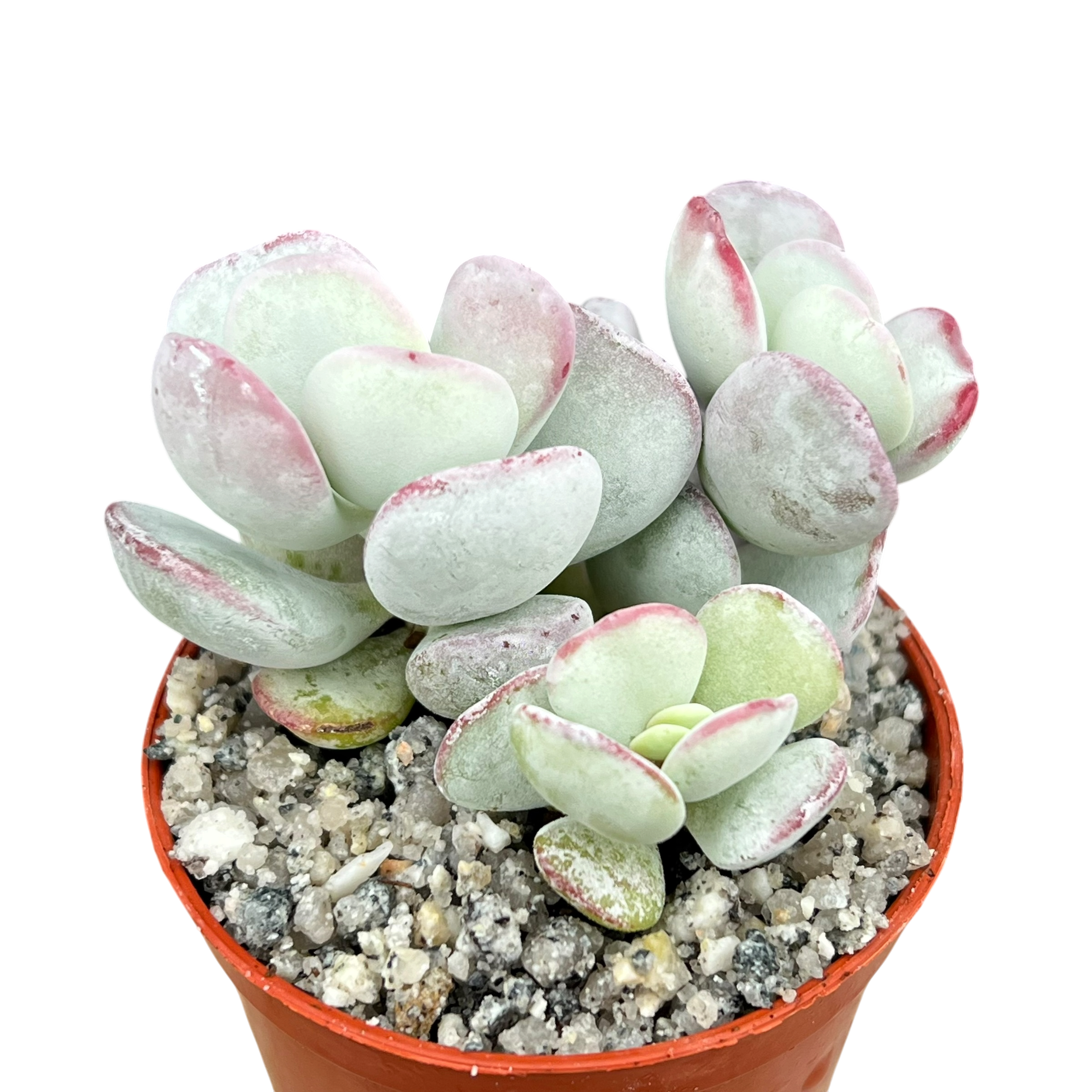 Cotyledon orbiculata | Dwarf Form