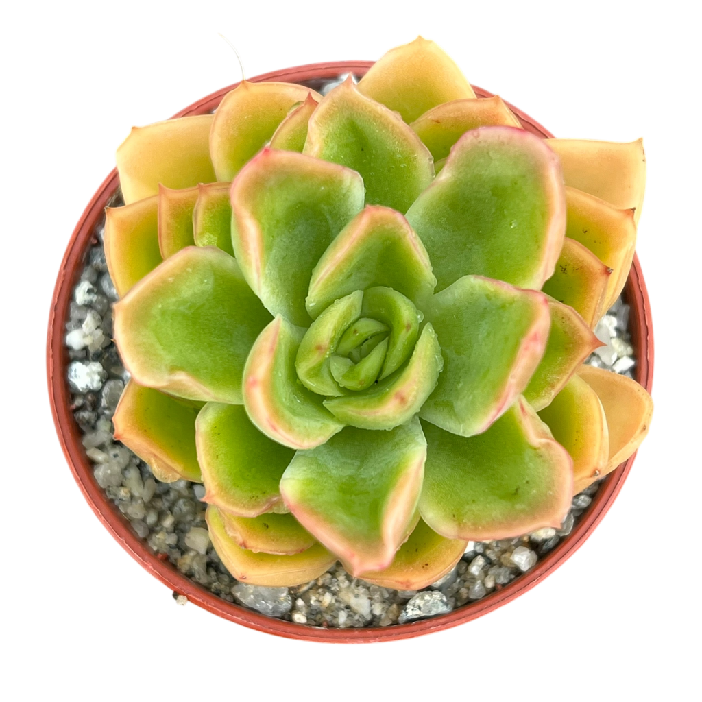 Echeveria pertela