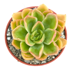 Echeveria pertela
