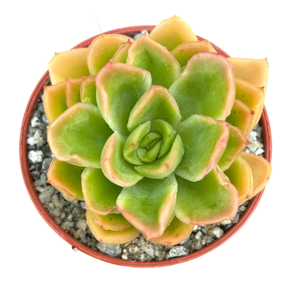 Echeveria pertela