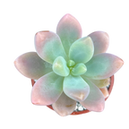 x Sedeveria 'Giant Blue'