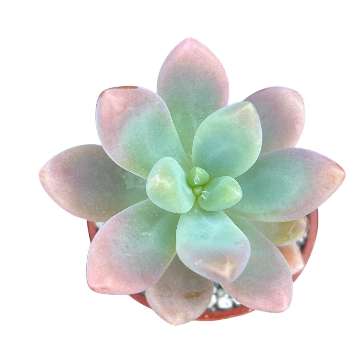 x Sedeveria 'Giant Blue'