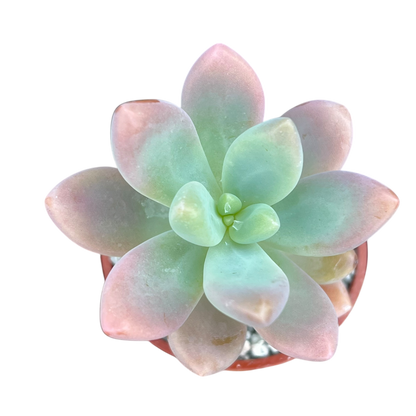 x Sedeveria 'Giant Blue'